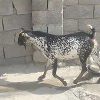 نری|حیوانات مزرعه|بندرعباس, |دیوار