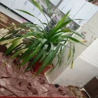 گل بزرگ|گل و گیاه طبیعی|خرامه, |دیوار