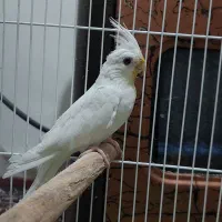 عروس هلندی ماده