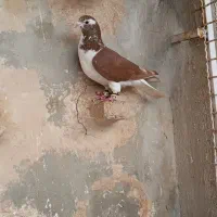 کفتر‌|پرنده|تربت‌حیدریه, پارک پرستار|دیوار