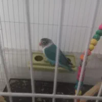 طوطی برزیلی