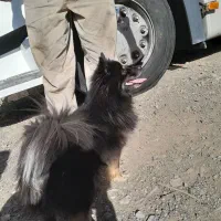 سگ پامر