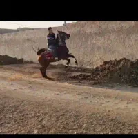 مادیون سواری دار