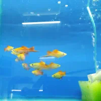 ماهی گوشتخوار و گیاهخوار|ماهی|شیراز, کوشک میدان|دیوار