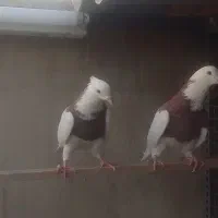 کفتر|پرنده|تهران, مشیریه|دیوار