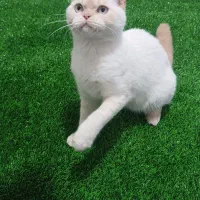 گربه بریتیش|گربه|مشهد, حضرت حجت|دیوار