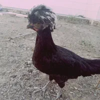 مرغ لهستانی