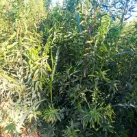 نژاد برتر تخصص ماست|گل و گیاه طبیعی|یاسوج, |دیوار