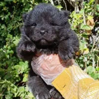 چاوچاو بلک فوق کیفیت نر|سگ|تهران, الهیه|دیوار