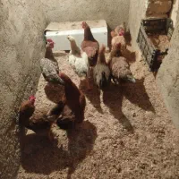 مرغ خوشگل سرحال همشونم تخم میزارن|حیوانات مزرعه|بهارستان, |دیوار