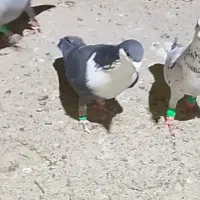 چنتا نر شب بازی