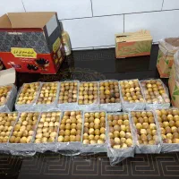 خرما زرد عسلی (بزمانی)|خوردنی و آشامیدنی|کرمان, |دیوار