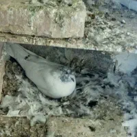 کبوتر پاکستانی و تهرانی|پرنده|هامون, |دیوار