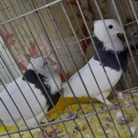 کبوتررنگی شیرازی طوقی سینه ای زاغ ابادانی|پرنده|اهواز, کوی مهدیس|دیوار