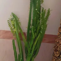 گل قشنگگ