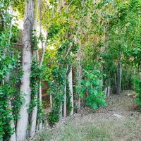 فروش باغچه1500 متری|فروش خانه و ویلا|شیراز, آبیاری|دیوار