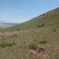 ۲طناب زمین خالی دیم