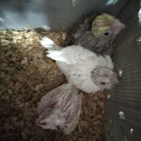 جوجه عروس سرلاکی رنگ مختلف