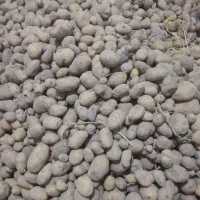 سیب زمینی تعاونی