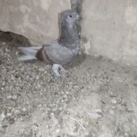 کفتر کبوتر جوجه کاکلی سرور و سینماش|پرنده|قم, هفت تیر|دیوار