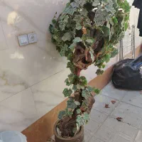 دکوری|گل مصنوعی|مشهد, حیدرآباد|دیوار
