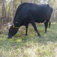 گاو گیل دورگ نزدیک زایمان|حیوانات مزرعه|لاهیجان, لفمجان|دیوار