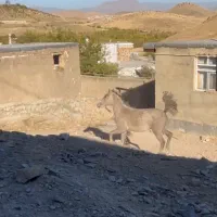 اسب مادیان و کره نریان|اسب و تجهیزات اسب‌سواری|کنگاور, |دیوار