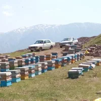 عسل دارویی برای درمان