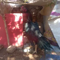 خر س شاموتیغ مشکی ونوچه مشکی وطوسی|حیوانات مزرعه|قم, شاه ابراهیم|دیوار