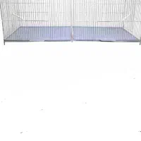 جوجه پران با میلهای سالم و محکم