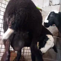 بره قوچ|حیوانات مزرعه|قائم‌شهر, |دیوار