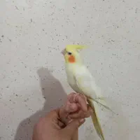 طوطی عروس هلندی لوتینوگمشده