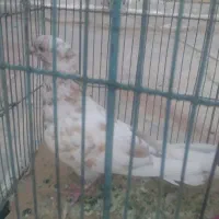 کبوتر