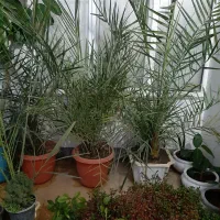 گل طبیعی