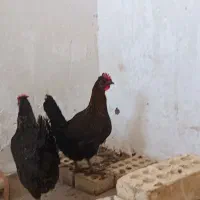 مرغ سیاه در حمیدیه|حیوانات مزرعه|اهواز, امانیه|دیوار