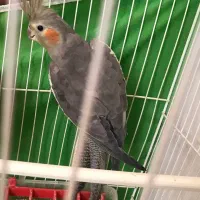 عروس هلندی ماده