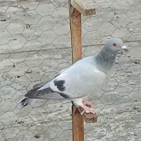 پرنده خوب|پرنده|برازجان, |دیوار