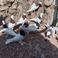 طوق نر و ماده|پرنده|هلالی, |دیوار