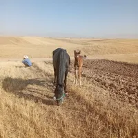 فروش حیوانات|اسب و تجهیزات اسب‌سواری|کوهدشت, |دیوار
