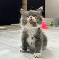 واگذاری گربه