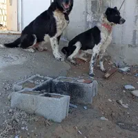 سگ قدریجونی