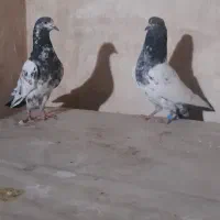 کبوتر تیدی پاکستانی|پرنده|اصفهان, سودان|دیوار