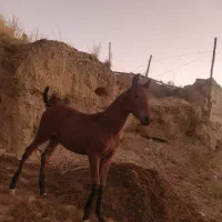 کره مادیان قره کهر شش ماه   نوه سیوان فیضی بوکان