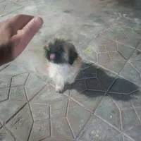 واگذاری توله شیتزو تری کالر