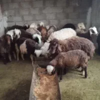 فروش میش و کره|حیوانات مزرعه|خورموج, |دیوار