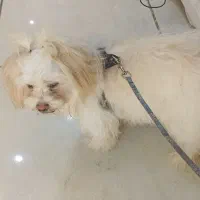 شیتزو تریر ماده 7ماهه