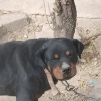 سگ روتوایلر|سگ|رباطکریم, منجیل آباد|دیوار