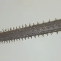 اره ماهی قدیمی|کلکسیون و سرگرمی|شهرکرد, |دیوار