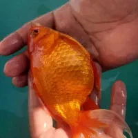 ماهی گلدفیش مولد درشت زیبا و کوی|ماهی|اصفهان, همدانیان|دیوار