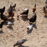 مرغ خروس برای فروش درزرگان|حیوانات مزرعه|اهواز, زرگان|دیوار